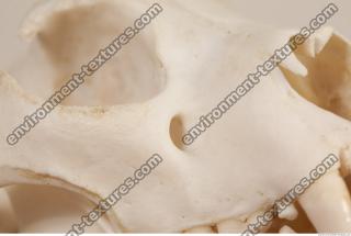 photo reference of skull 0045
